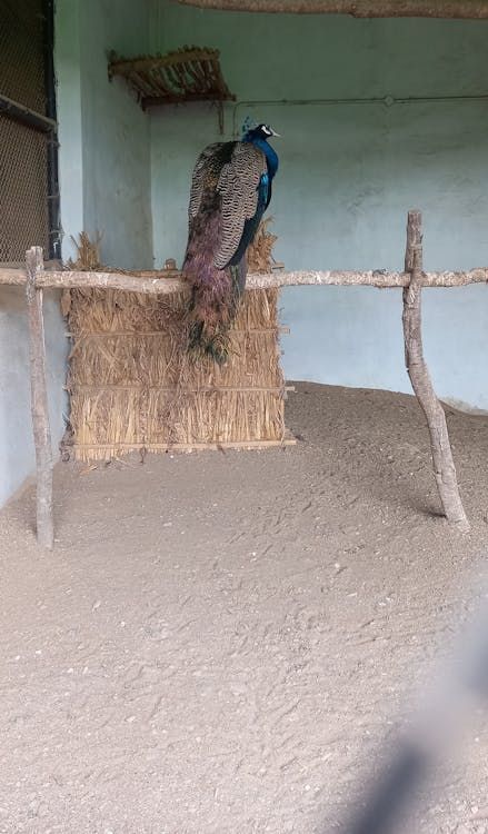 Nacho Grande Casserole